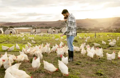 Cara Ternak Ayam Broiler