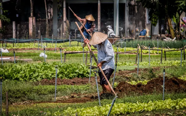 Petani