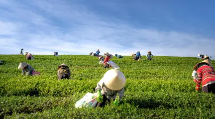 Petani dan sawah