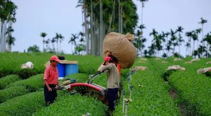 Petani dan Sawah