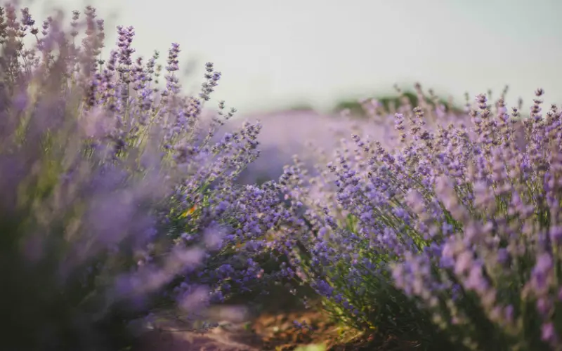 6 Manfaat Bunga Lavender, Si Cantik Lambang Keanggunan