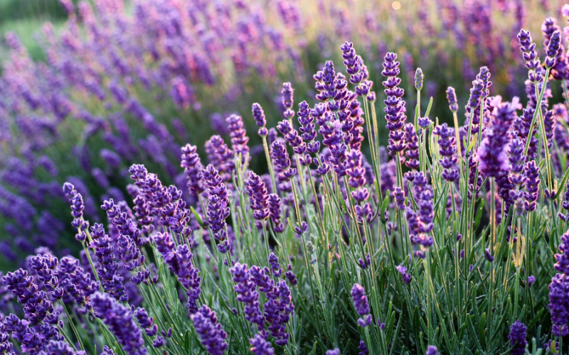 Bunga Lavender