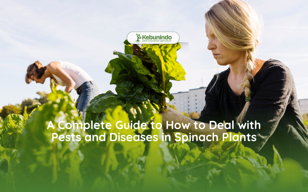 A Complete Guide to How to Deal with Pests and Diseases in Spinach Plants