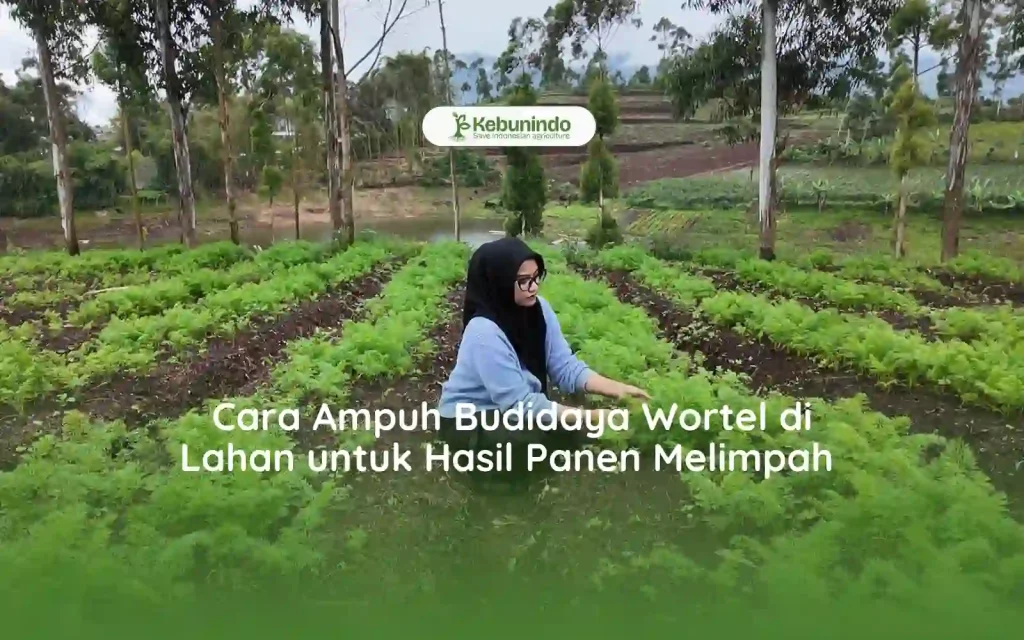 Cara Ampuh Budidaya Wortel di Lahan untuk Hasil Panen Melimpah