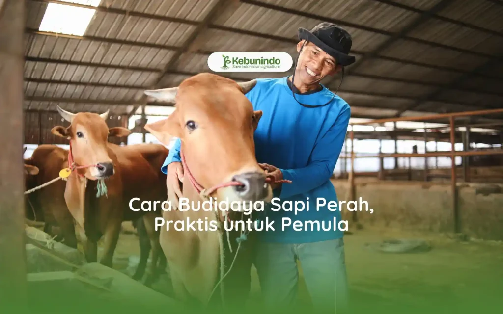 Cara Budidaya Sapi Perah, Praktis untuk Pemula