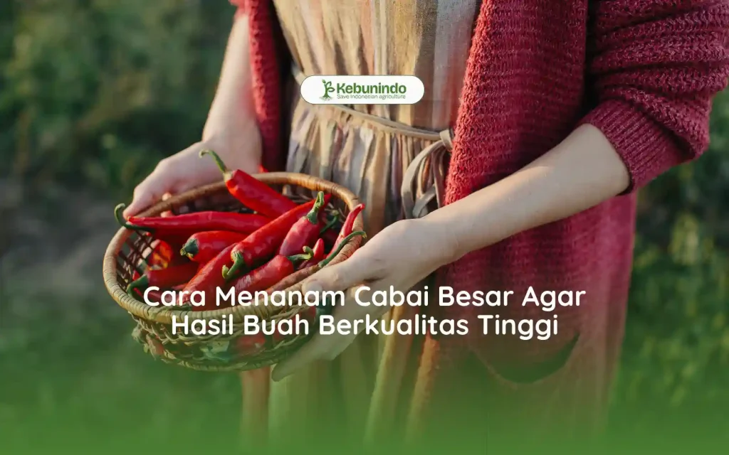 Cara Menanam Cabai Besar Agar Hasil Buah Berkualitas Tinggi