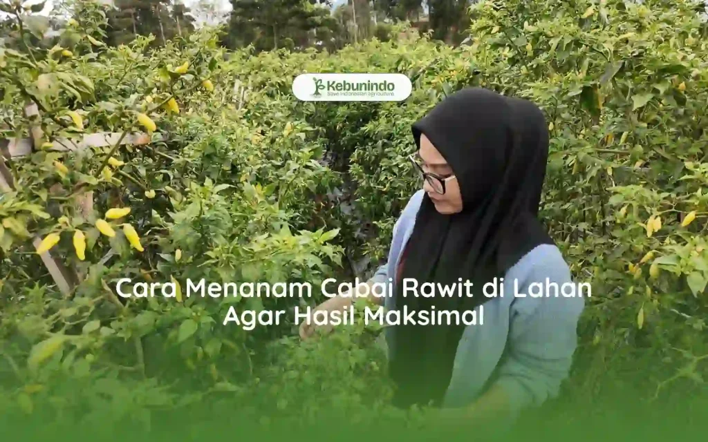 Cara Menanam Cabai Rawit di Lahan Agar Hasil Maksimal