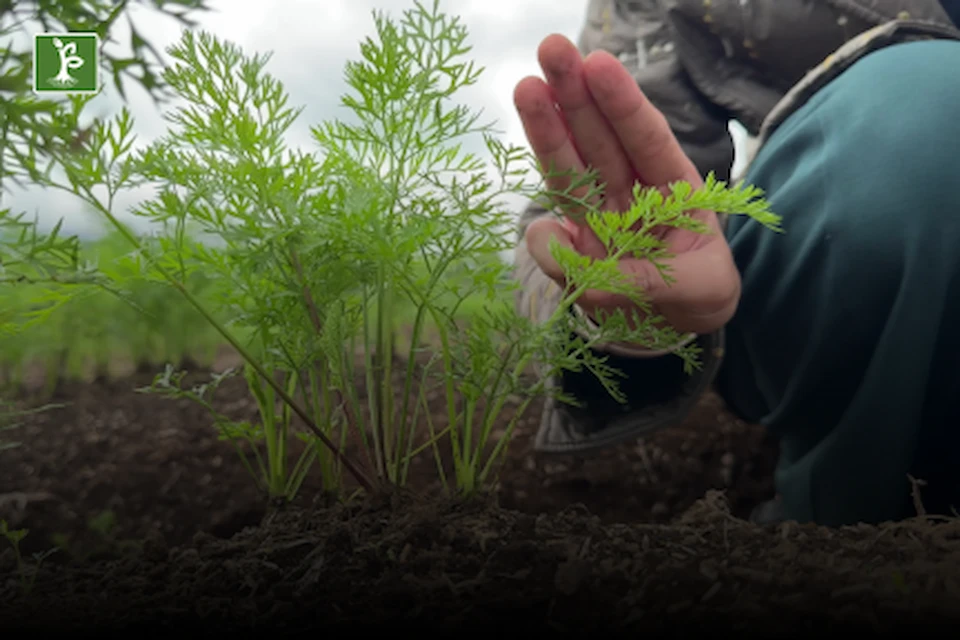 Cara menanam wortel pemeliharaan penjarangan tanaman