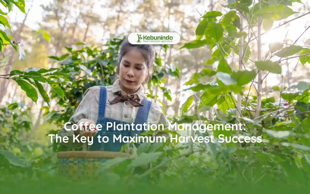 Coffee Plantation Management The Key to Maximum Harvest Success