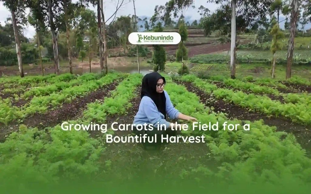 Effective Methods for Cultivating Carrots in the Field for a Bountiful Harvest