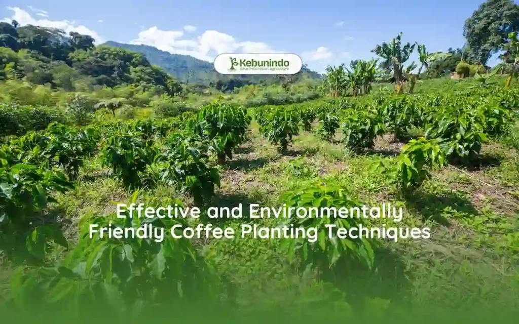 Effective and Environmentally Friendly Coffee Planting Techniques