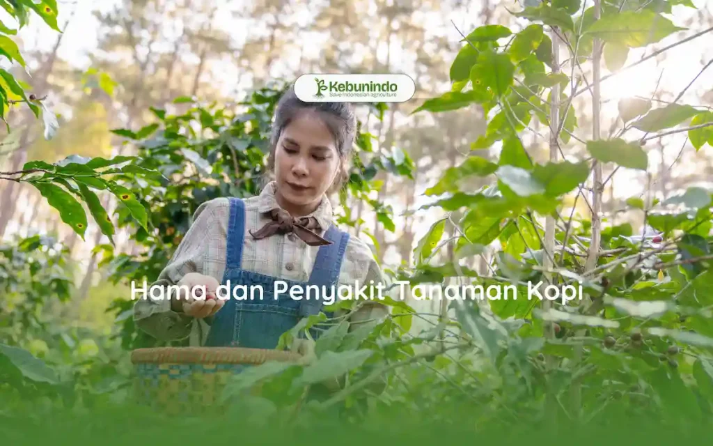 Hama dan Penyakit Tanaman Kopi