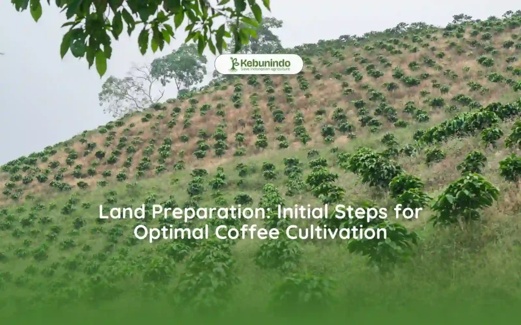 Land Preparation Initial Steps for Optimal Coffee Cultivation