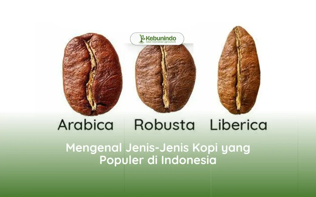 Mengenal Jenis-Jenis Kopi yang Populer di Indonesia