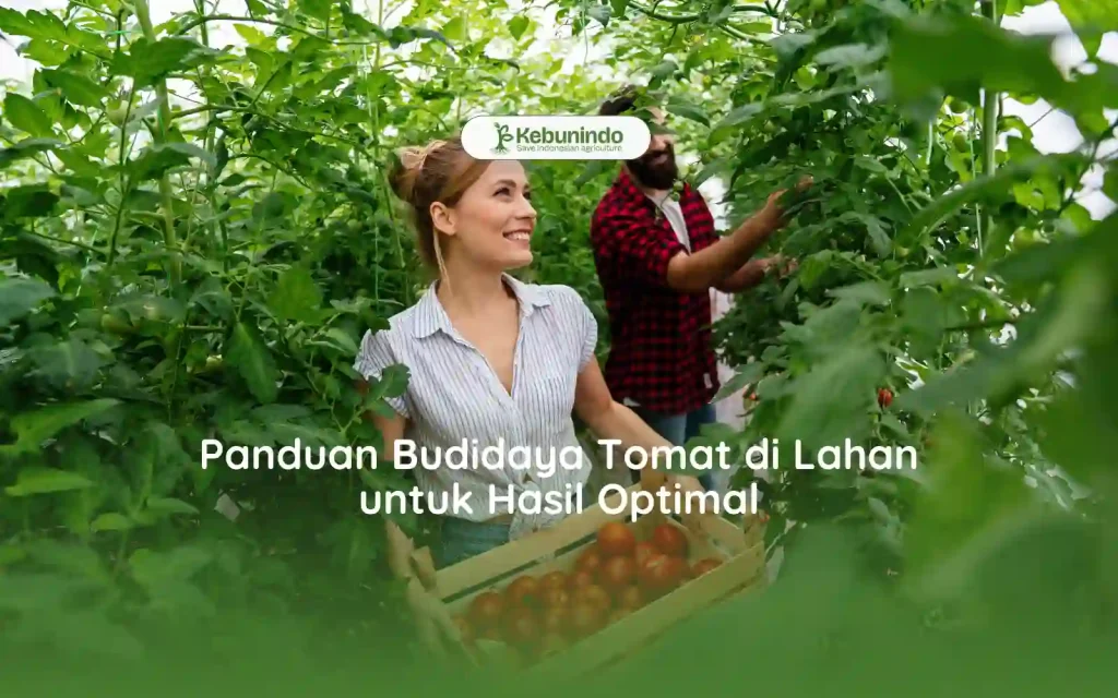 Panduan Budidaya Tomat di Lahan untuk Hasil Optimal