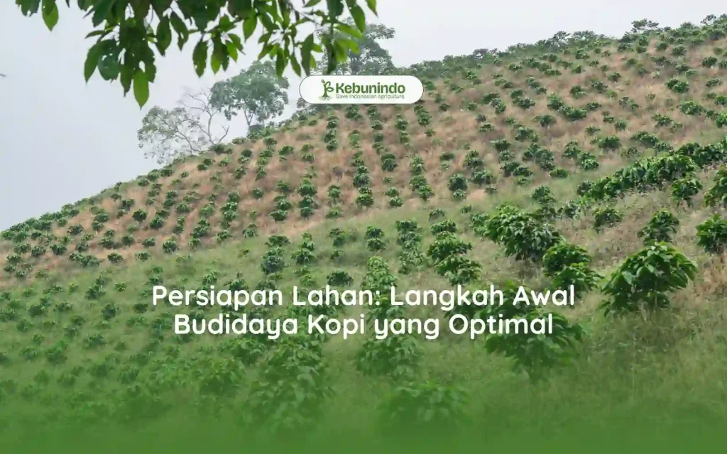 Persiapan Lahan Langkah Awal Budidaya Kopi yang Optimal