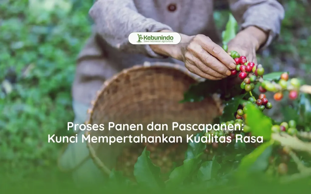 Proses Panen dan Pascapanen Kunci Mempertahankan Kualitas Rasa