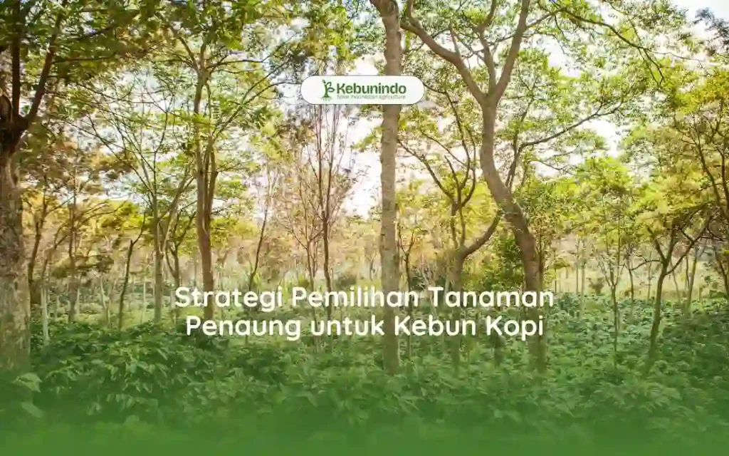 Strategi Pemilihan Tanaman Penaung untuk Kebun Kopi