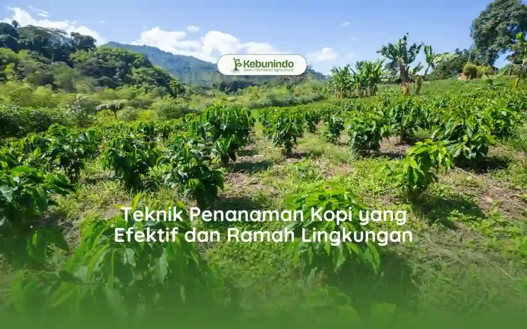 Teknik Penanaman Kopi yang Efektif dan Ramah Lingkungan