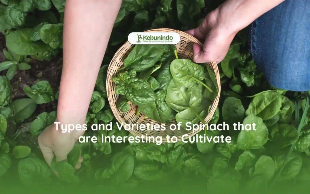 Types and Varieties of Spinach that are Interesting to Cultivate