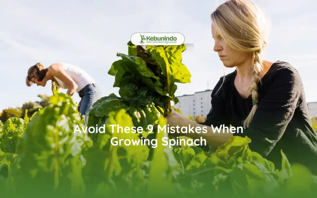 avoid mistakes when growing spinach