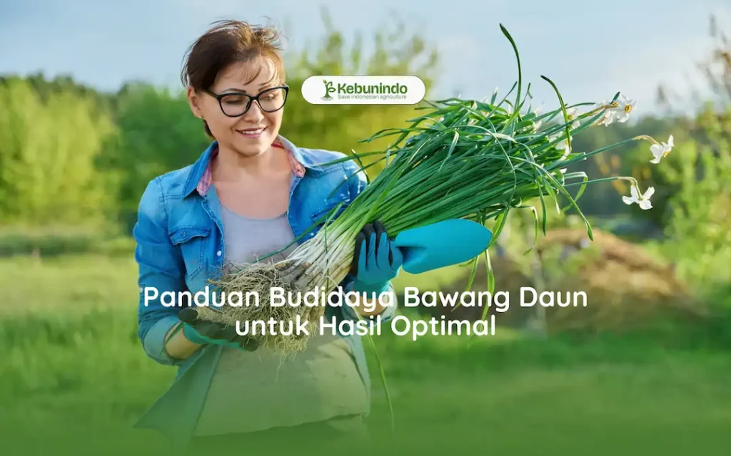 cara menanam bawang daun