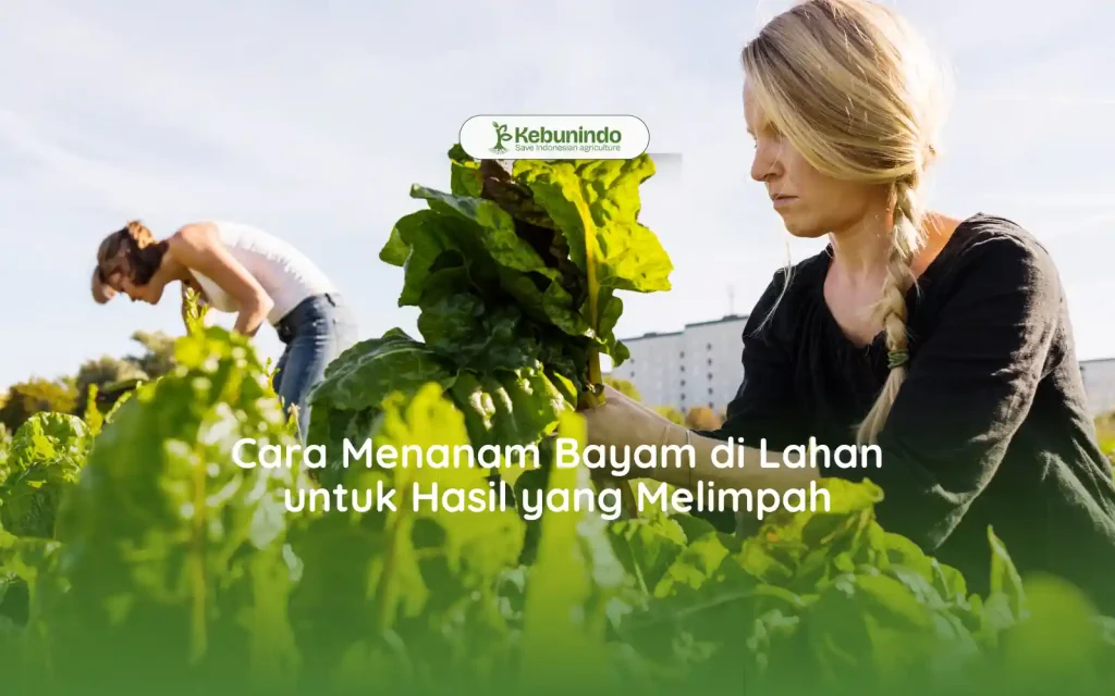 cara menanam bayam di lahan