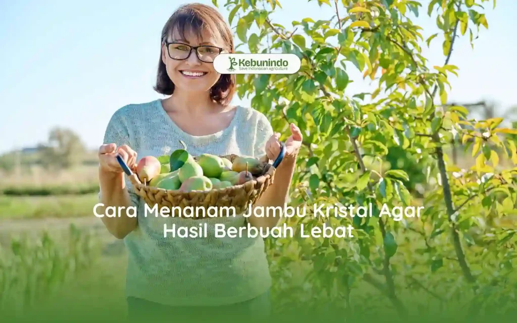 cara menanam jambu kristal