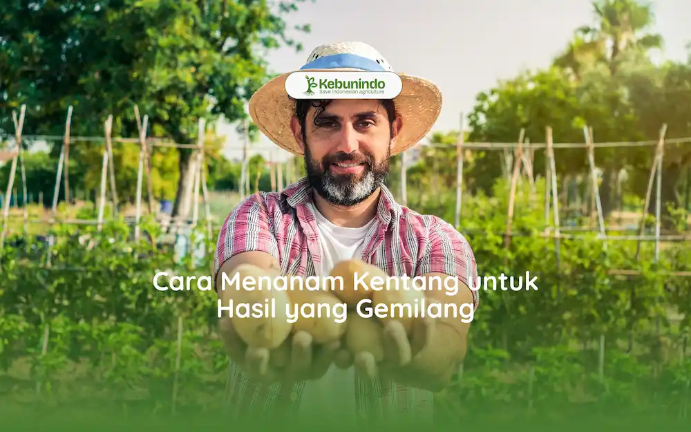 cara menanam kentang