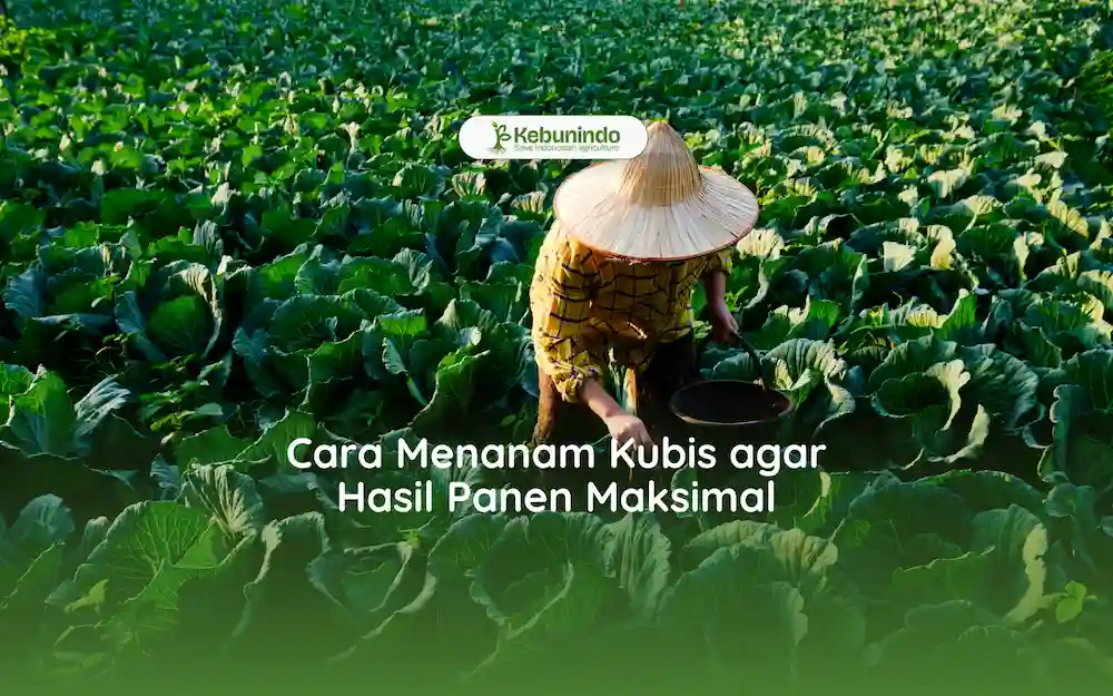 cara menanam kubis atau kol