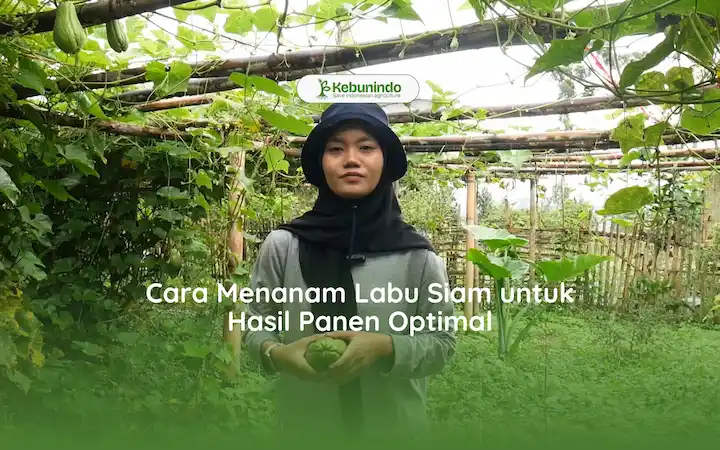 cara menanam labu siam