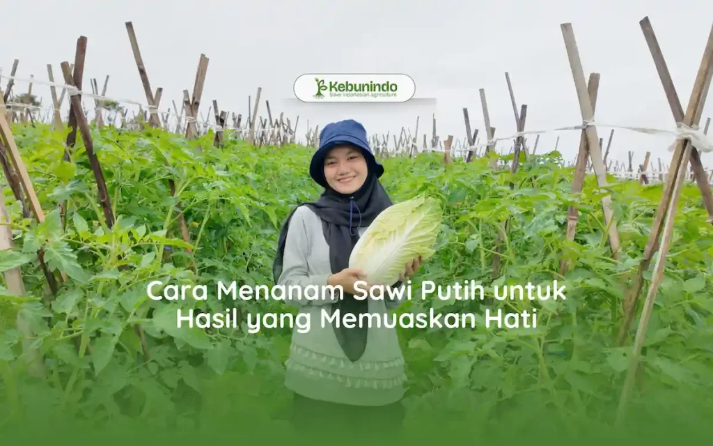 cara menanam sawi putih