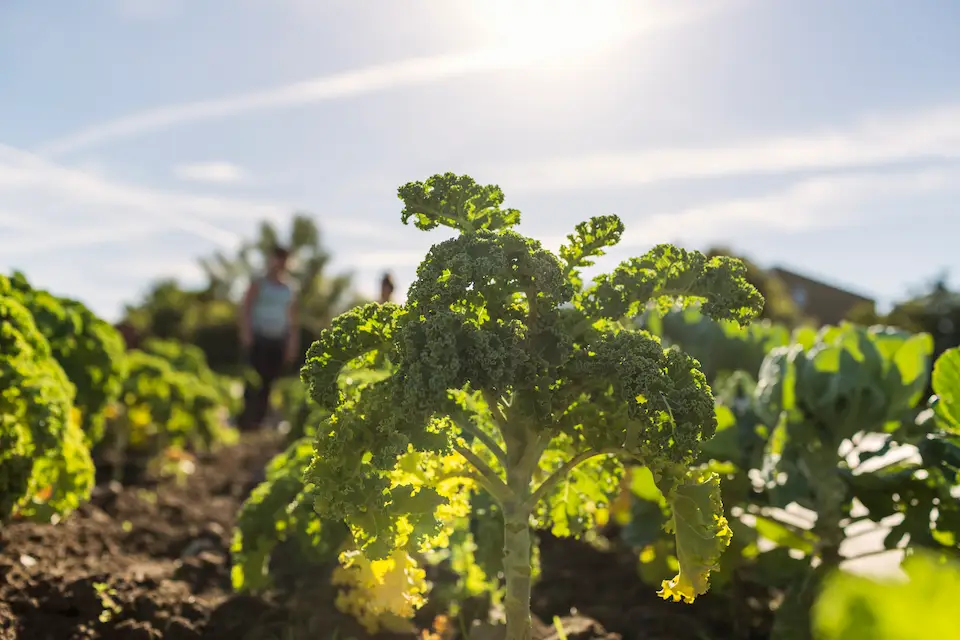 choosing the right kale variety