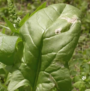 gejala serangan lalat penggerek daun ag.umass.edu