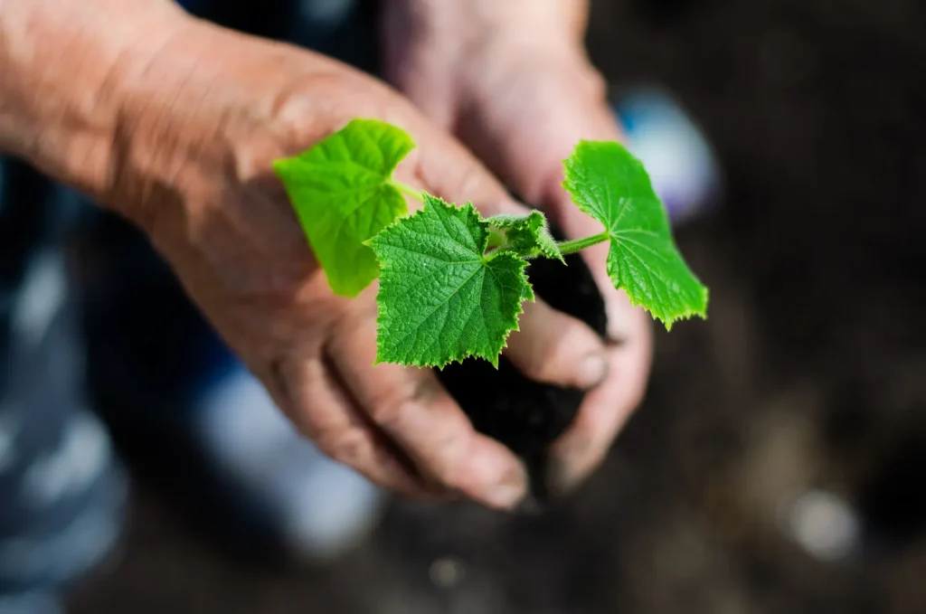 grape nursery