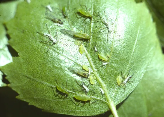 hama kutu daun aphid wpcdn.web.wsu.edu