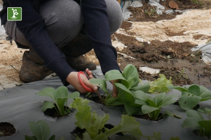 harvesting bok choy