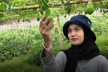 harvesting chayote