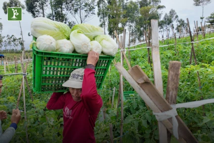 harvesting chinese cabbage