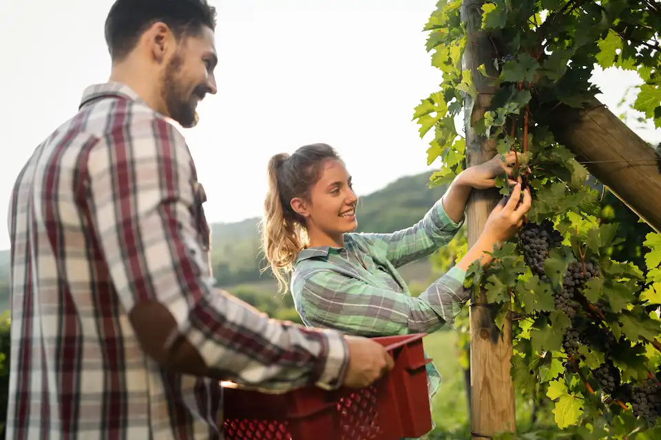 harvesting grape