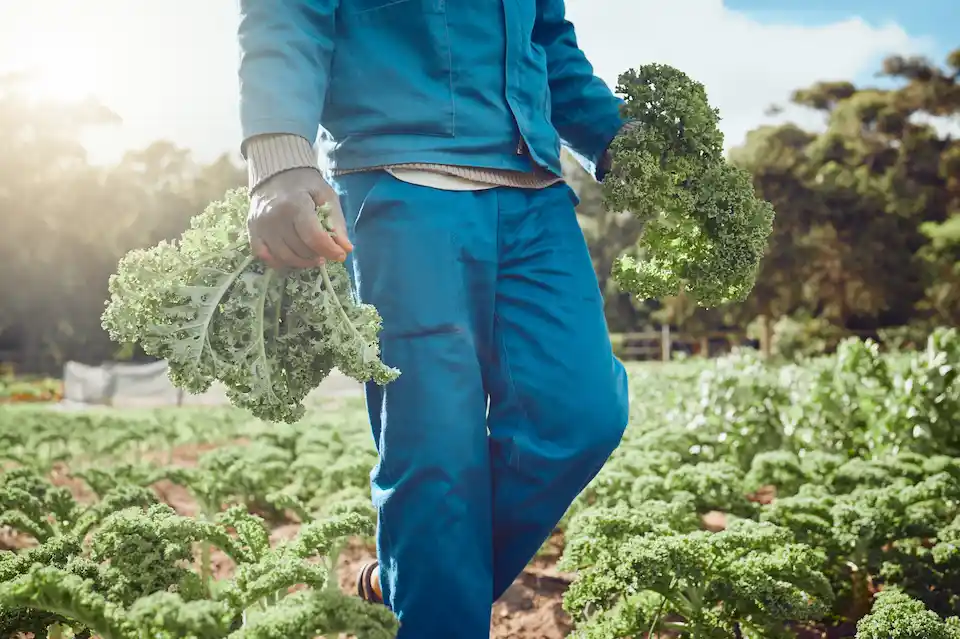 harvesting kale