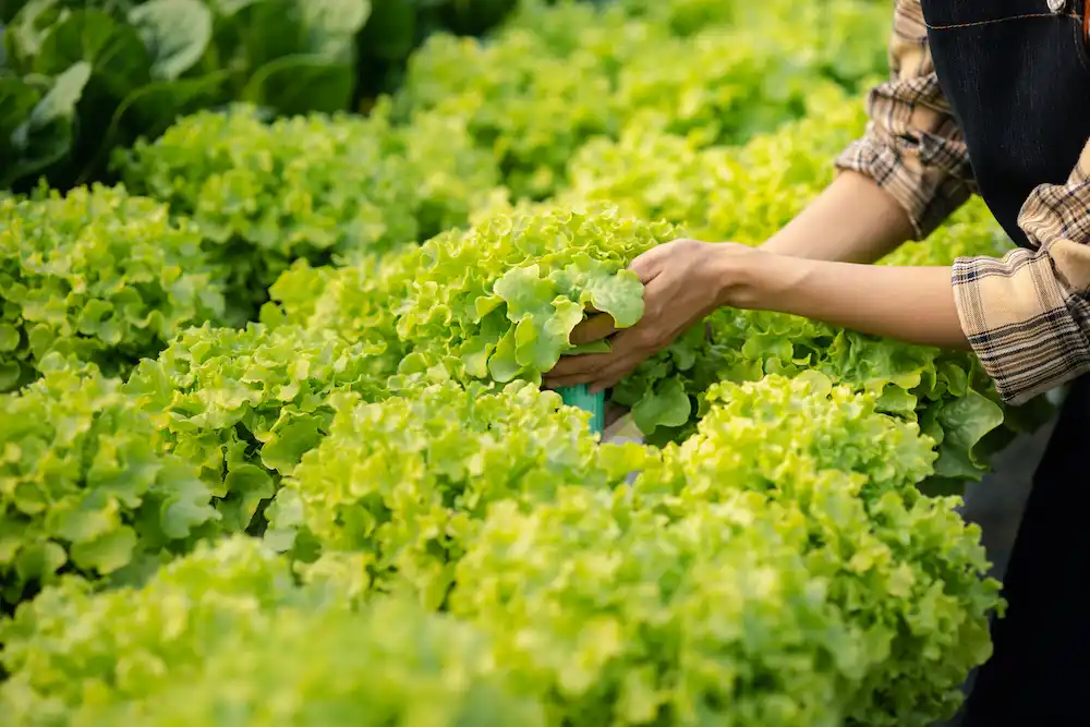 harvesting lettuce