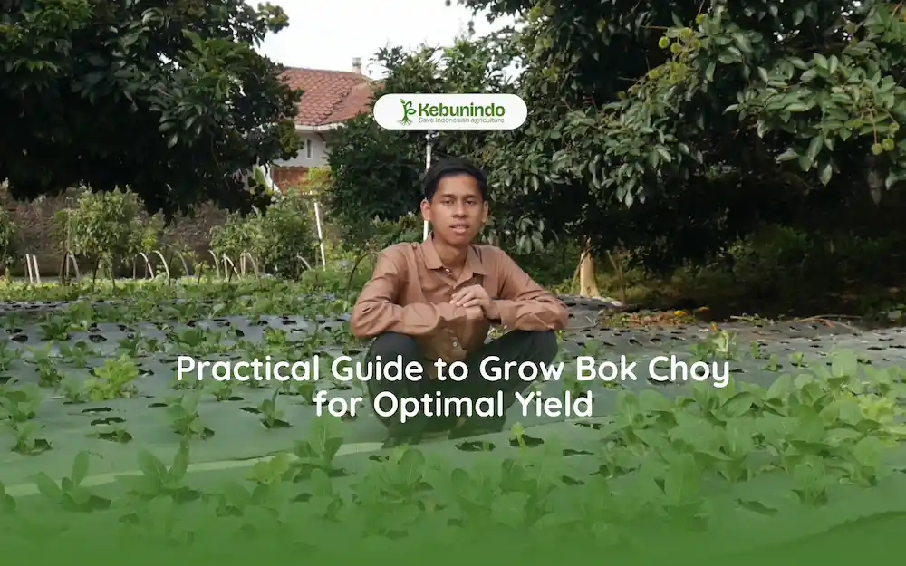 how to grow bok choy