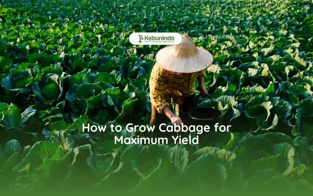 how to grow cabbage for maximum yield