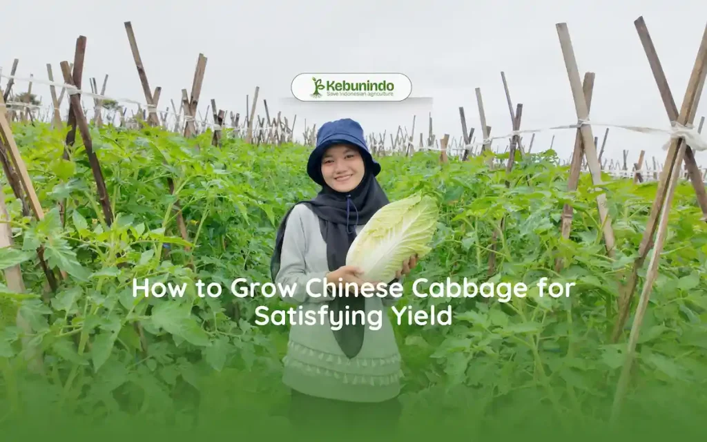 how to grow chinese cabbage