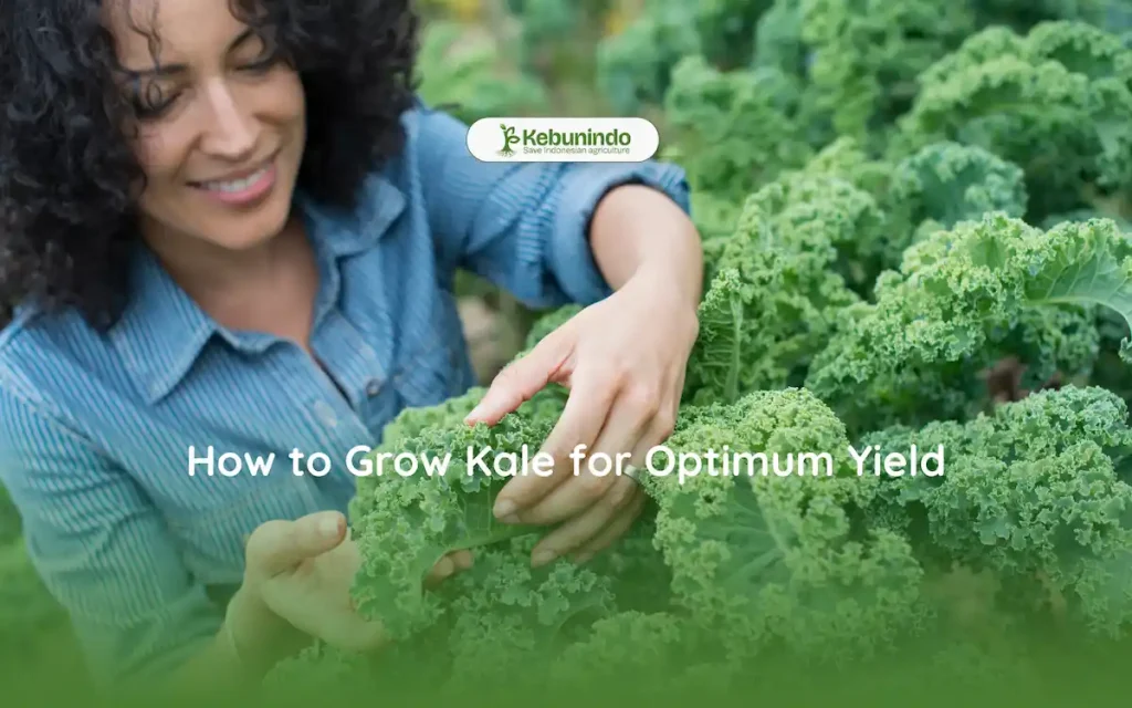 how to grow kale