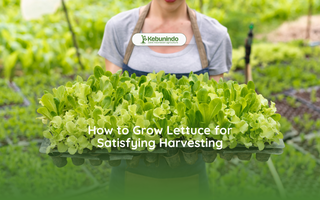 how to grow lettuce envato