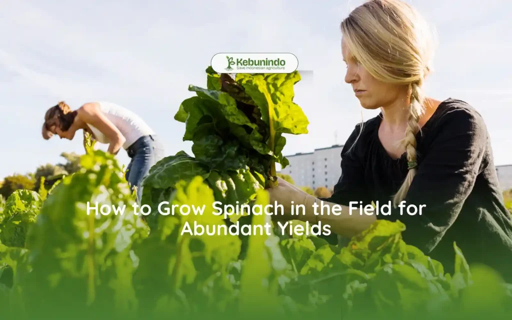 how to grow spinach in the field