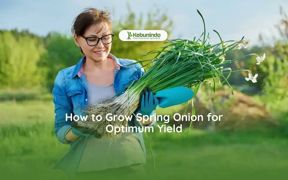 how to grow spring onion