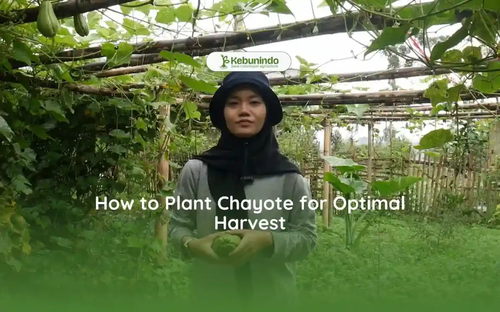 how to plant chayote